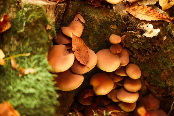 Funghi Avvelenati Che Crescono Nella Foresta Autunnale Vicino Alle Radici Foto Stock