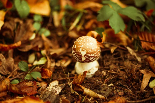 Funghi Avvelenati Che Crescono Nella Foresta Autunnale Vicino Alle Radici Foto Stock Royalty Free