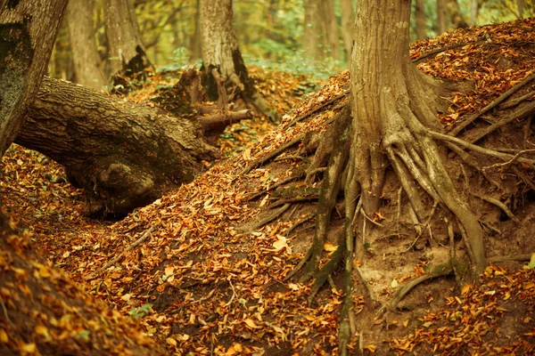 Gyönyörű Multicolor Őszi Erdő Háttér Fák Gyökerek Borított Lehullott Levelek Stock Kép
