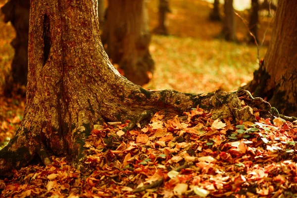 Krásný Vícebarevný Podzim Lesní Pozadí Kořeny Stromů Pokryté Spadlé Listy Stock Snímky