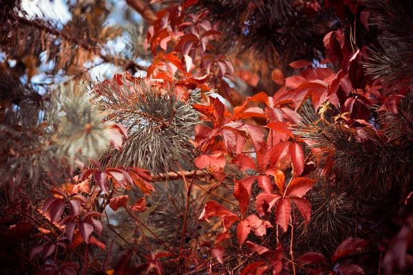 Όμορφη Εποχή Του Φθινοπώρου Πολύχρωμο Φόντο Φύλλα Και Φυτά — Φωτογραφία Αρχείου