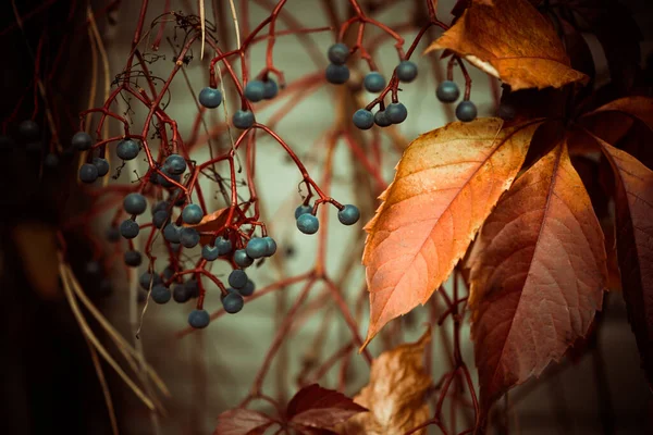 Mooie Herfst Seizoen Kleurrijke Achtergrond Met Bladeren Planten — Stockfoto