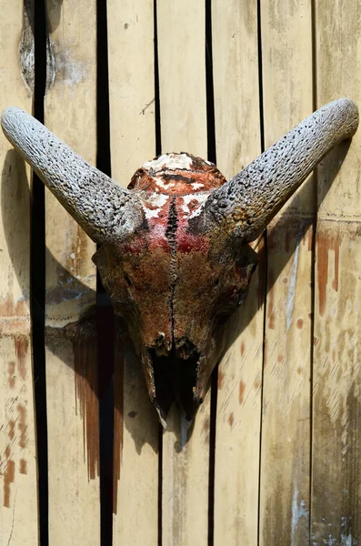 Goat Skull — Stock Photo, Image