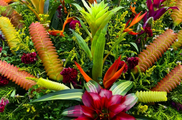 Bromeliad çiçekler — Stok fotoğraf