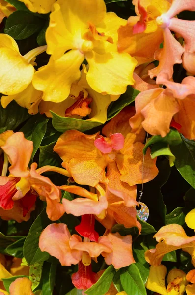 Orange Orchids — Stock Photo, Image