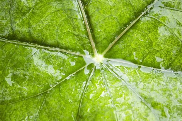 Folha verde molhada — Fotografia de Stock