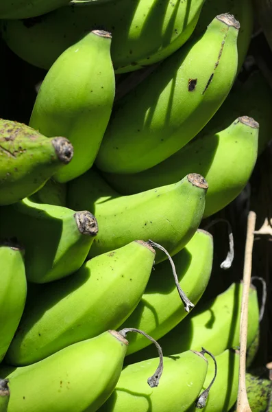 Bananas na árvore — Fotografia de Stock