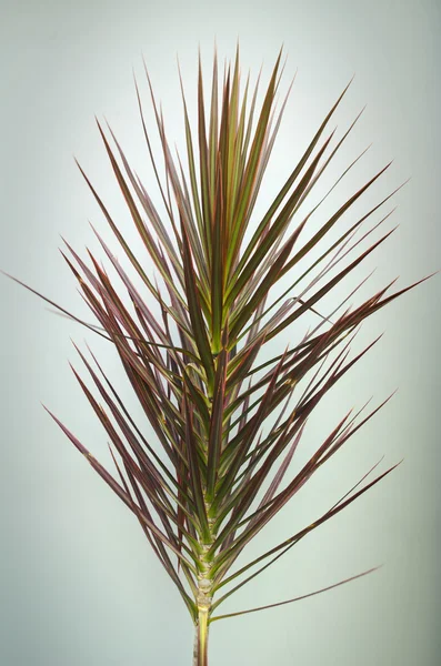 Decoratieve plant — Stockfoto