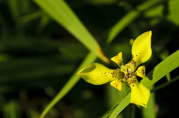 Yellow Flower — Stock Photo, Image