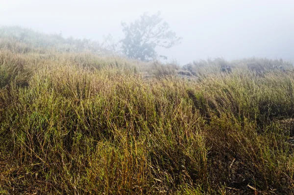 Tráva v mlžné hoře — Stock fotografie