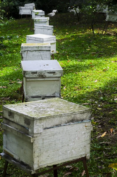 Kästen für Honigbienenhaltung — Stockfoto
