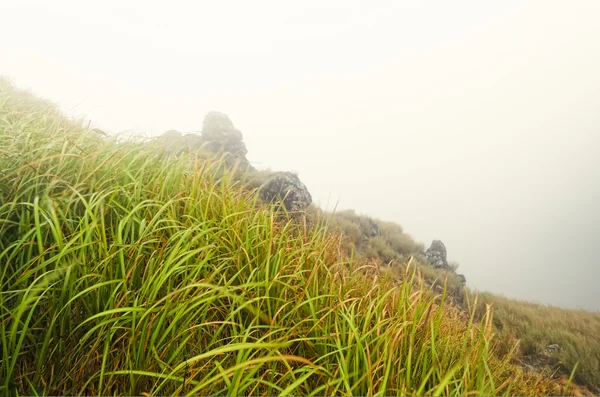 Hohes Gras im nebligen Berg — Stockfoto