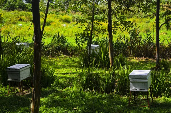 Honey Bee Farm Boxes Stock Image