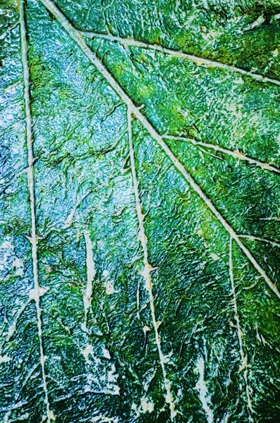 Textura de la hoja —  Fotos de Stock