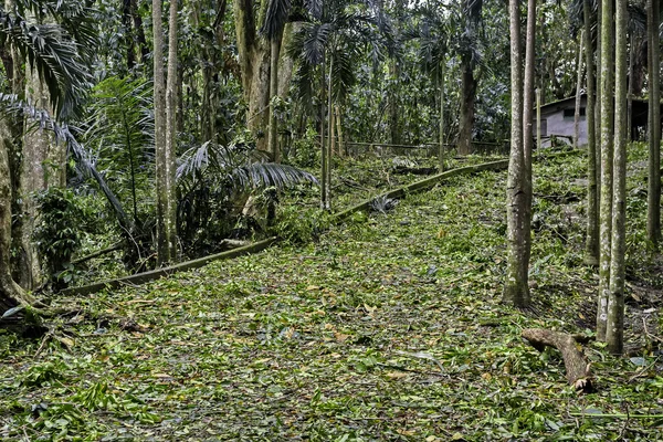 Taifun-Nachwirkungen — Stockfoto