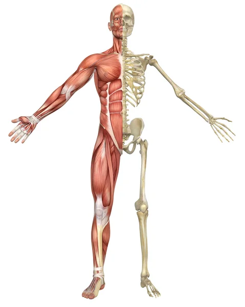 Male Muscular Skeleton Split Front View — Stock Image Male Muscular Skeleton Split Front View Stock Picture