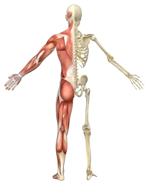Male Muscular Skeleton Split Rear View — Stock Image Male Muscular Skeleton Split Rear View Royalty Free Stock Photos