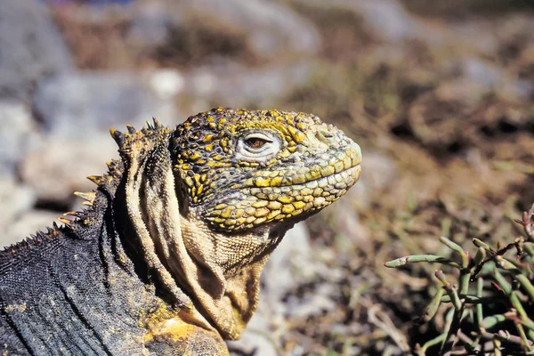 Galapagos iguana, galapagos Adaları, Ekvador arazi