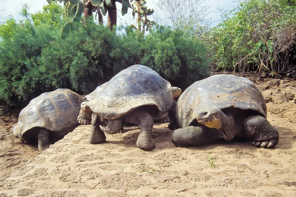 巨大なカメ、ガラパゴス諸島、エクアドル ロイヤリティフリーのストック画像