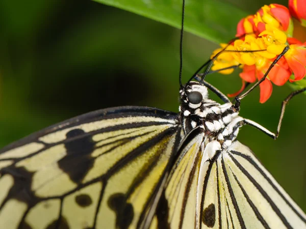 Тропическая бабочка на растении — стоковое фото