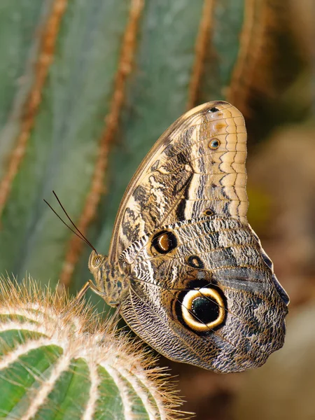 Kaktüsün üstüne tropikal kelebek — Stok fotoğraf