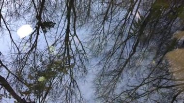 Sonbahar mavi gökyüzü, çıplak ağaçların tepeleriyle berrak kaynak suyuna ve terk edilmiş bir sonbahar yaprağının dalgalanmalarına yansıyor.