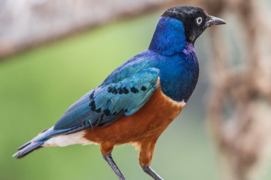 renkli süper starling, kenya