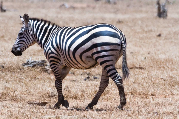 Зебра в Кенийском заповеднике Цаво — стоковое фото