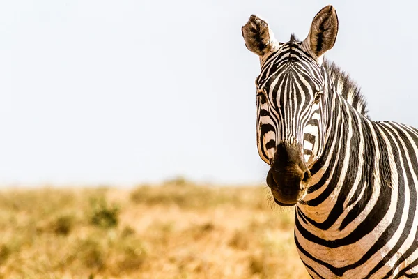 Zebra in Kenya's Tsavo Reserve — Stock Photo, Image