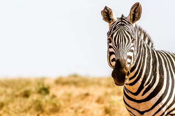 Zèbre dans la réserve de Tsavo au Kenya — Photo