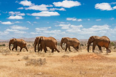 elephants, Tsavo national park, kenya