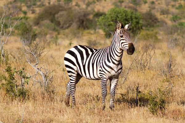 Zebra in the grasslands of the Serengeti at dawn, Kenya, East Africa
