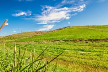 yeşil tarla ve mavi gökyüzü