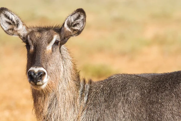 Női Kobus defassa - Tsavo, Kenya — Stock Fotó