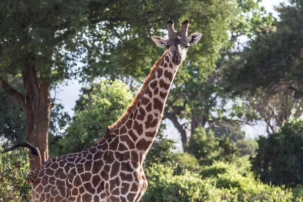 Żyrafa w Parku Narodowego tsavo, Kenia - Afryka — Zdjęcie stockowe
