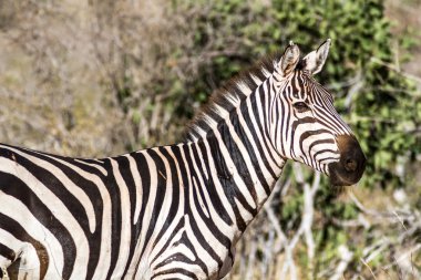 Zebra Kenya'nın Tsavo rezerv