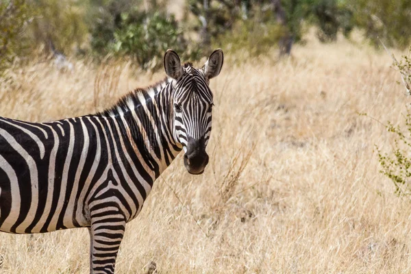 Zebra in Kenya's Tsavo Reserve — Stock Photo, Image