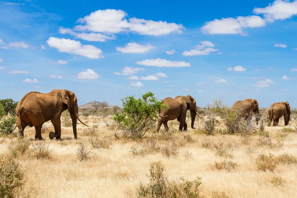 Elefantes, parque nacional de Tsavo, kenya - África — Fotografia de Stock