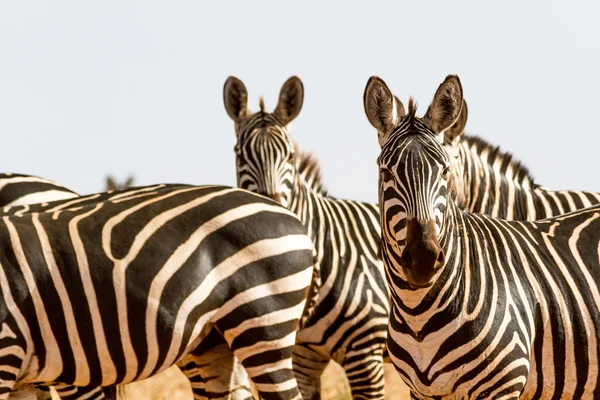 Zebras in Kenya's Tsavo Reserve — Stock Photo, Image