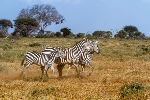 Três zebras no Parque Nacional Tasvo Quênia — Fotografia de Stock