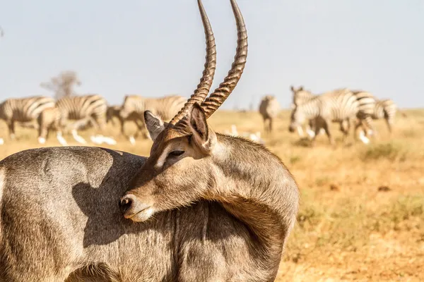 Male Kobus defassa - Tsavo, Kenya — Stock Photo, Image