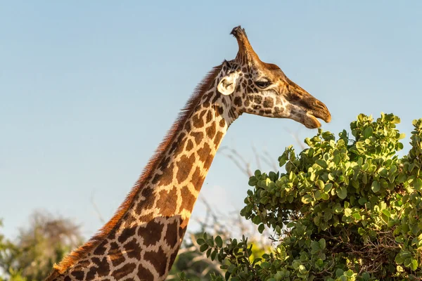Jirafa (Giraffa camelopardalis) en el Parque Nacional de Tsavo, Kenia — Foto de Stock