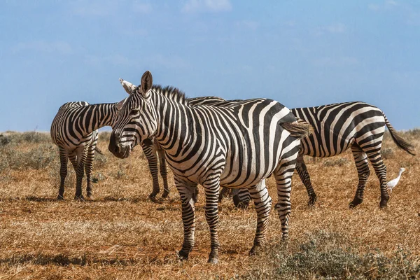 Zebras in Kenya's Tsavo Reserve — Stock Photo, Image