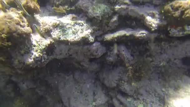 Bajo el agua Aci Castello, Catania Italia — Vídeo de stock