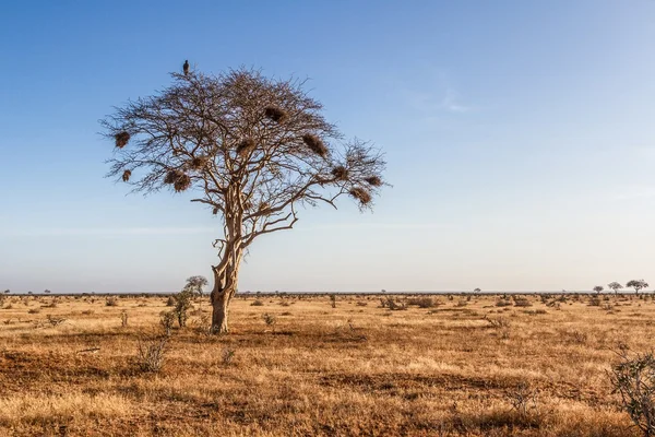 Árbol en las llanuras abiertas de sabana del Parque Nacional Tsavo — Foto de Stock