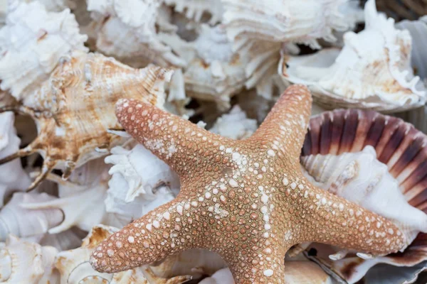 Крупный план плетеной соломенной корзины, полной морской звезды — стоковое фото