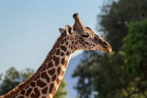 Jirafa (Giraffa camelopardalis) en el Parque Nacional de Tsavo, Kenia — Foto de Stock