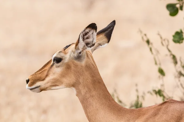 Close up portrait of an impala — Stock Photo, Image