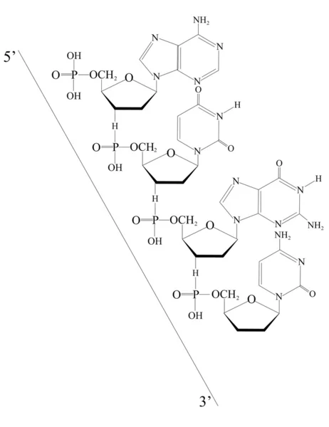 Acido desoxirribonucleico delineado de 5 'a 3' — Vector de stock