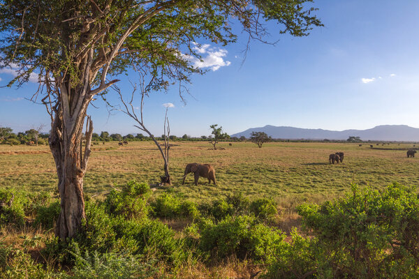 Savana landscape in Africa. Tsavo West, Kenya.